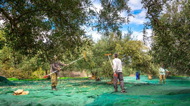 Abbacchiatore per olive: come sceglierlo e come usarlo!