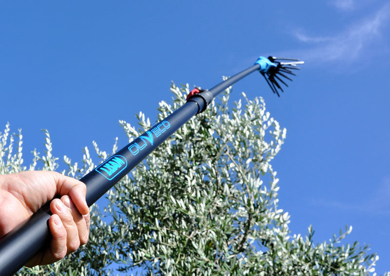 Lisam OLIVECO - Abbacchiatore elettrosquotitore per olive a batteria 12V - Asta telescopica