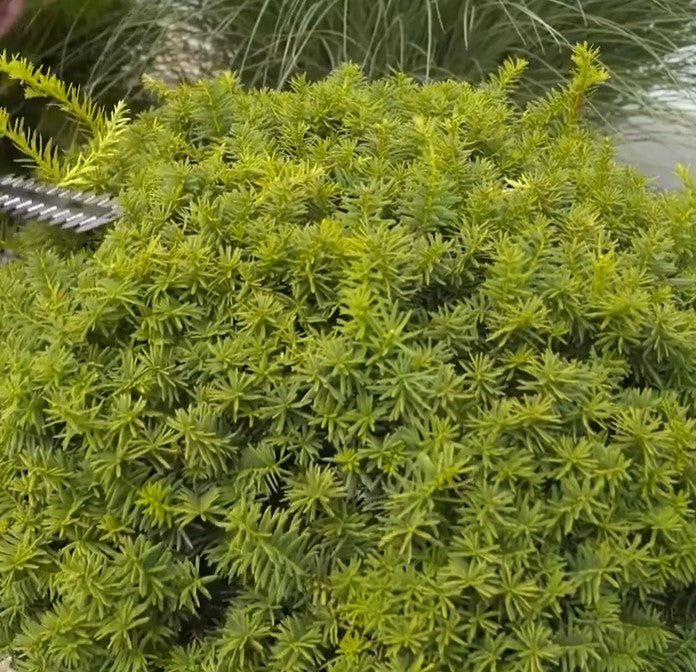 Einhell 3410310 GE-CG 18/100 Li T-Solo