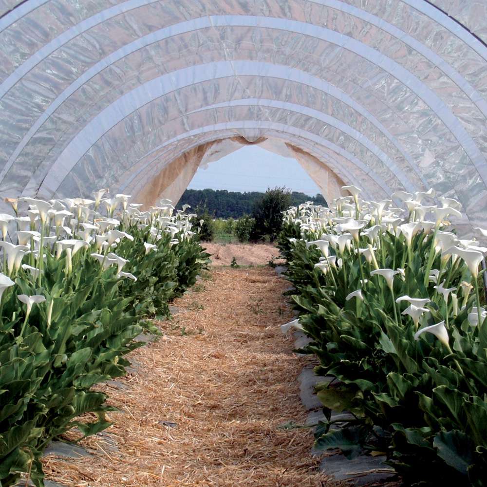 Ribimex PRBD16004X10 - Telone da ritagliare 4 x 10 m 160 g/m²